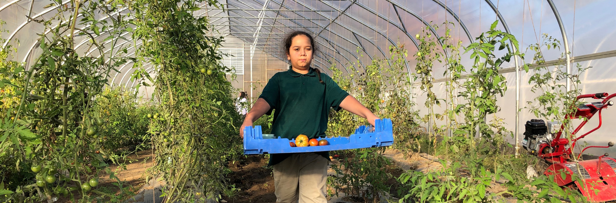 boy carrying flat of tomatoes in a high tunnel